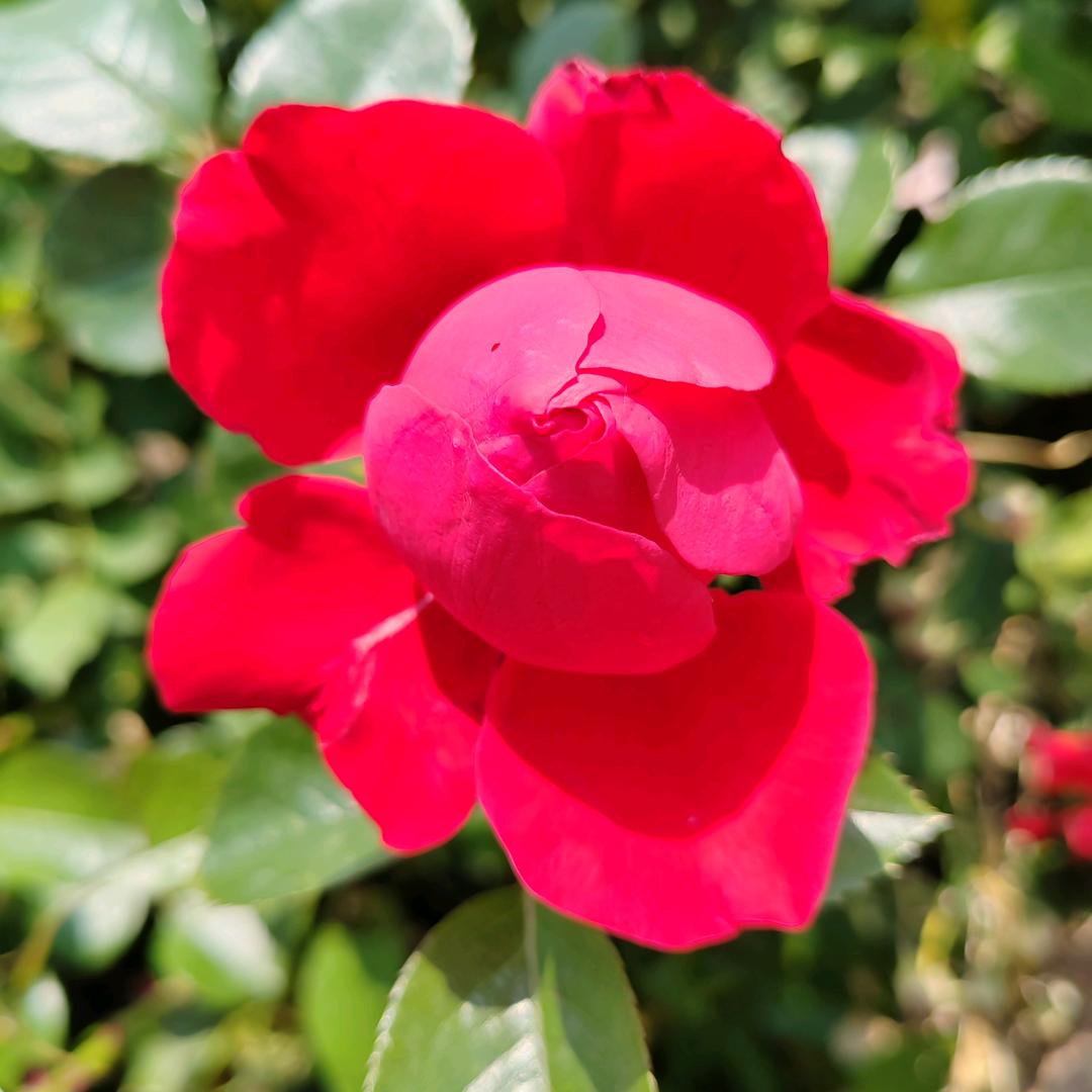 用户4480566478599雨后彩虹。