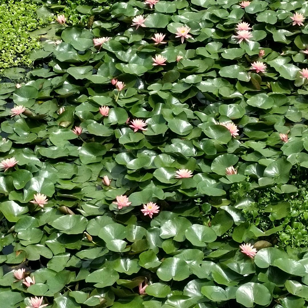 ꪃꪰꪶ下壹꫁ꫂ个ꪶ明꫁天ꪤꫛ