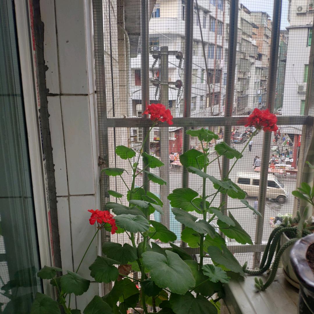 🧡ྀི💛ྀི❤️ྀི🌹🌹🌹🌹🌹🌹