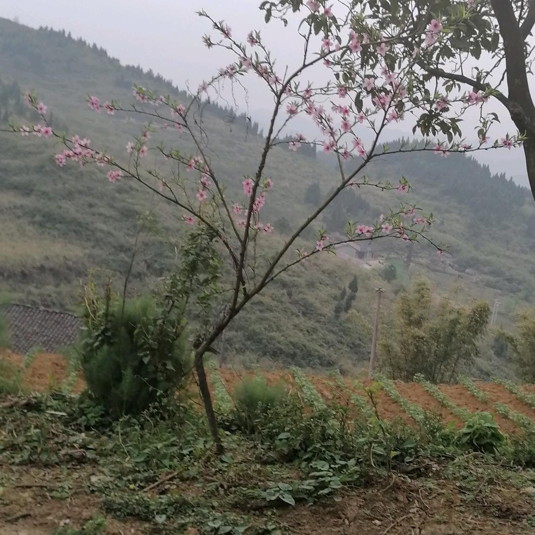 兰花（拒绝私聊）