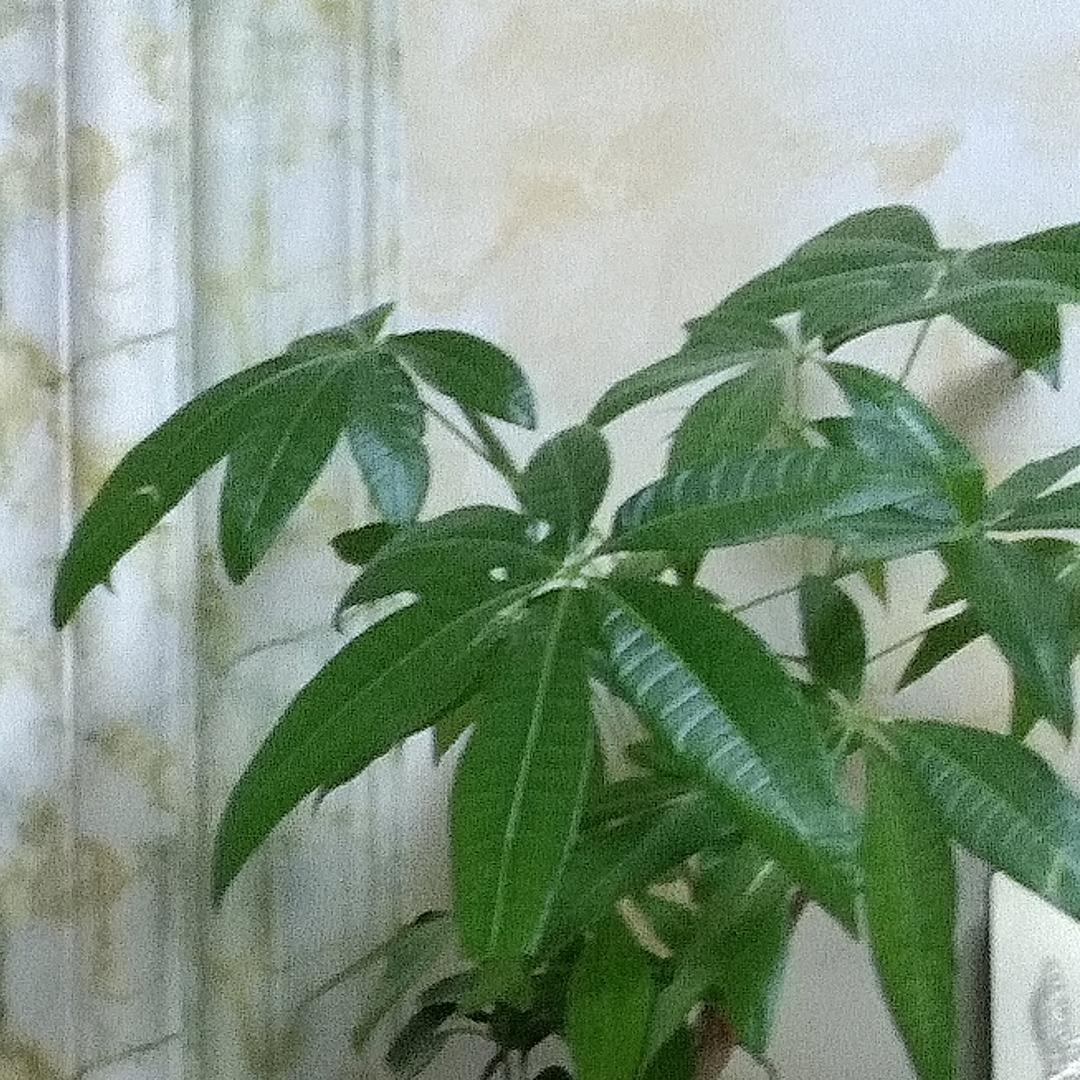 管家婆奶奶