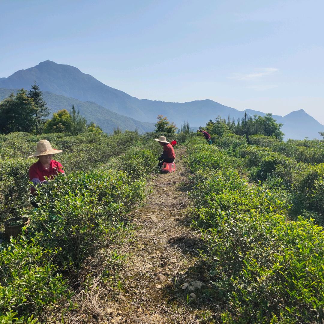 鹤冠嶂茶（丹红茶）