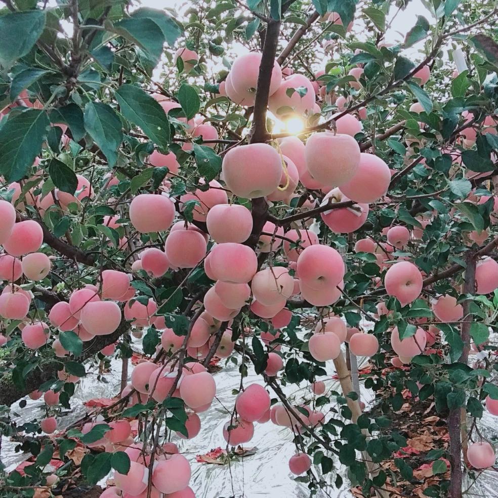 梅花盛开°🌹