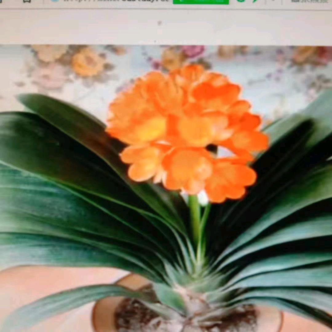 🌷李上网来🌷