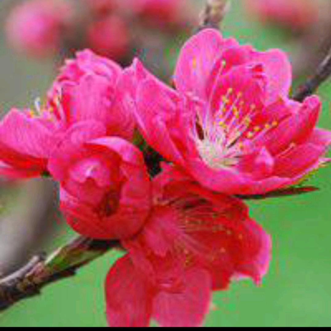 🌷快乐每一天🌷