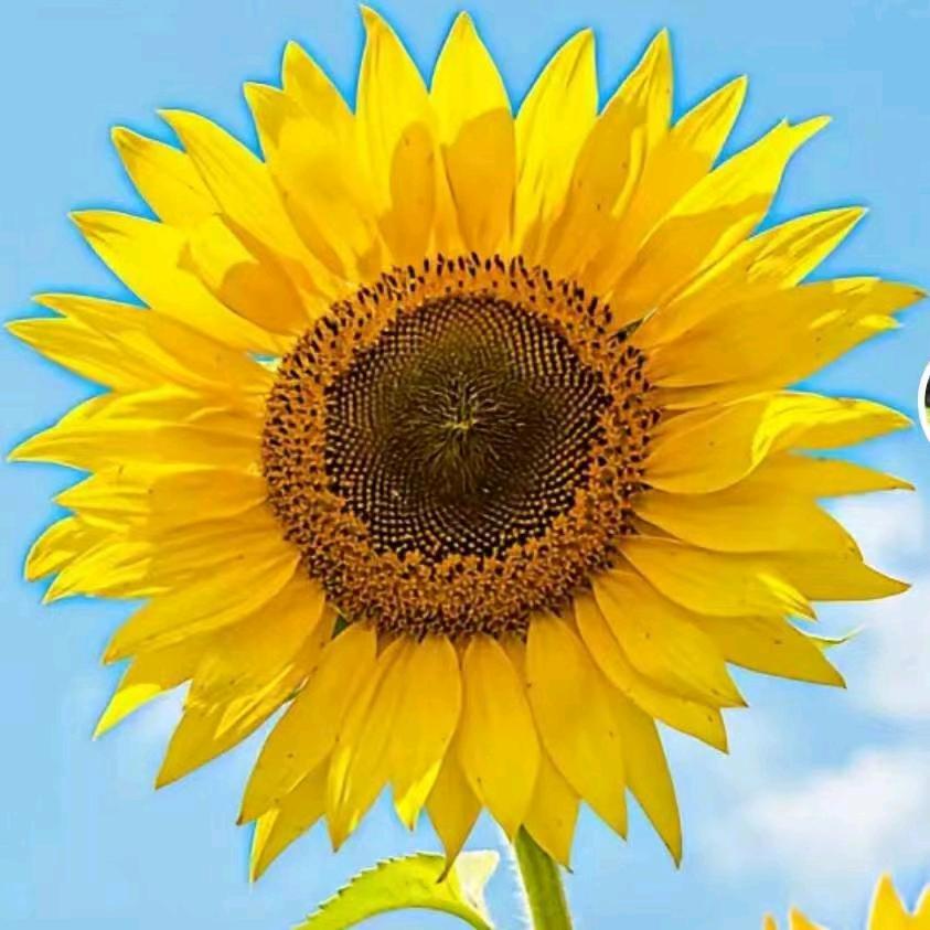 🌼向日葵🌻