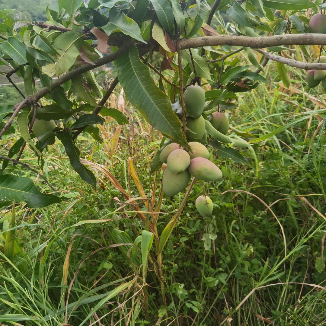 全国大件运输出租大小挖机