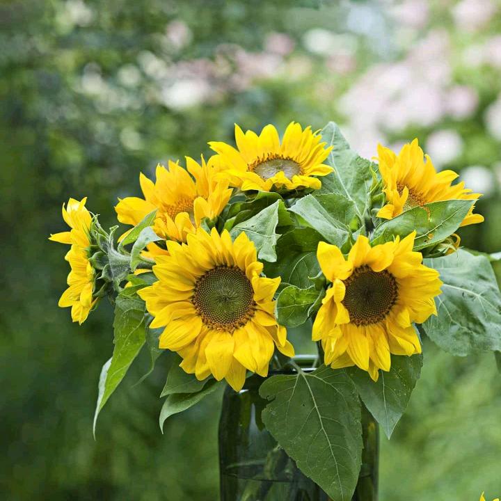 一生快乐永远健康