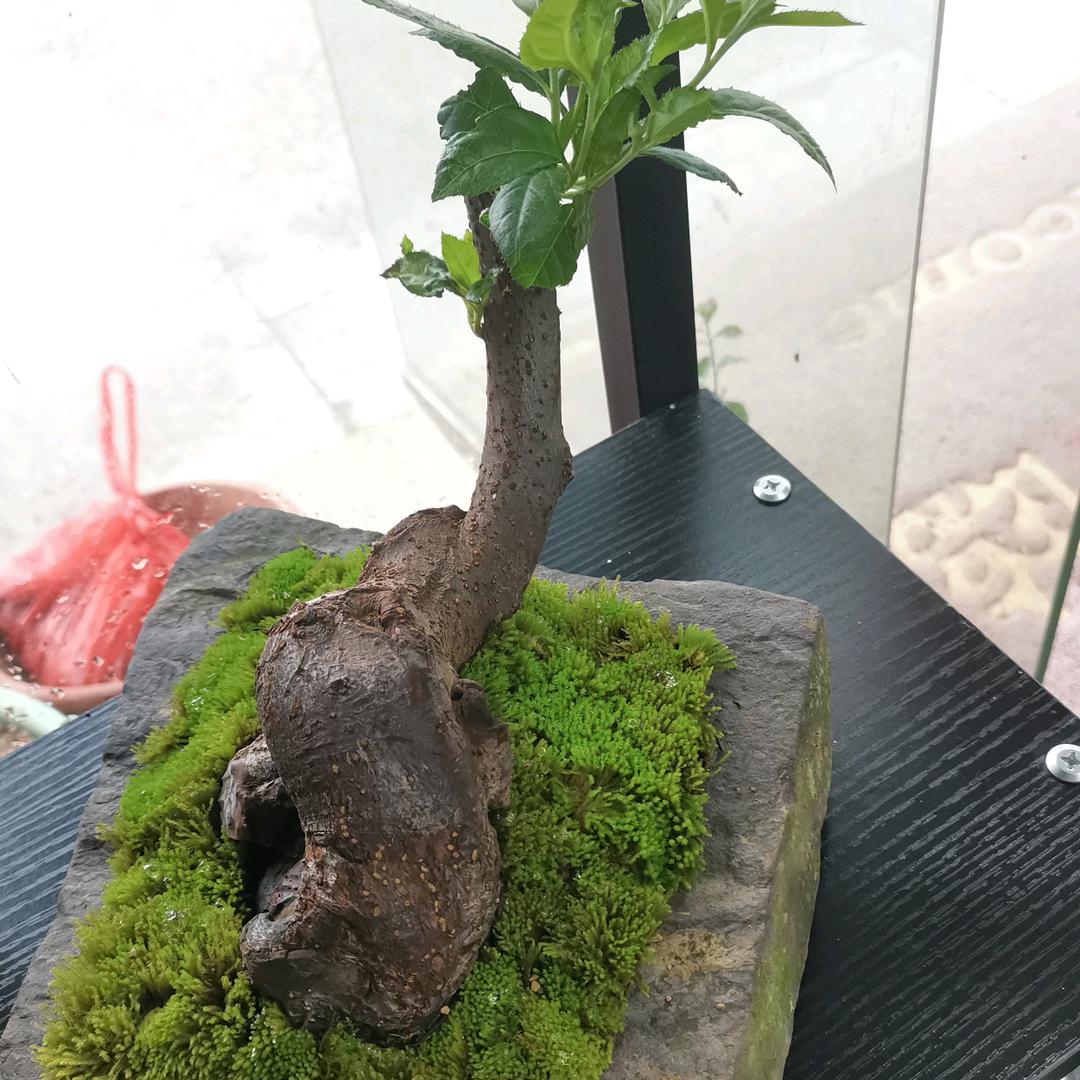 拔苗助长