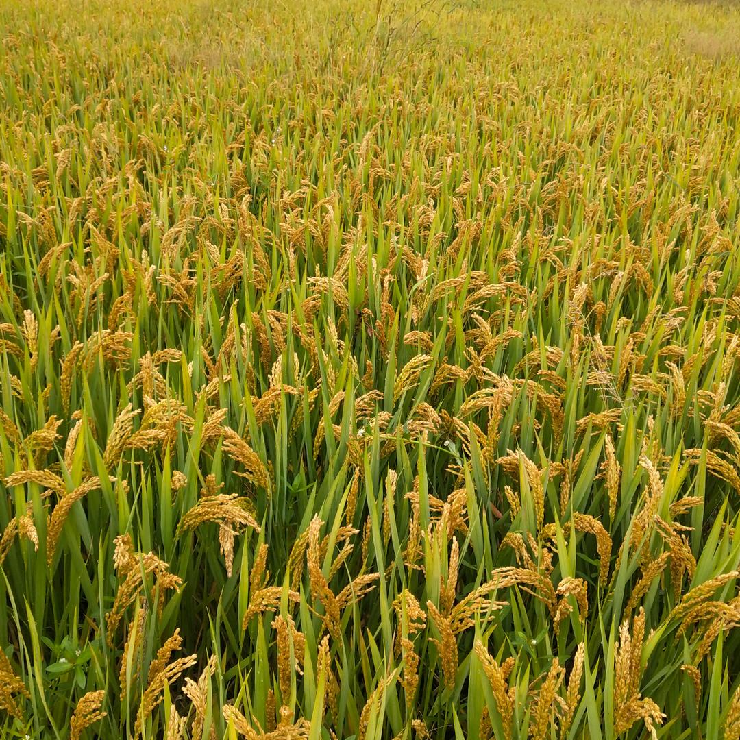 种田人，你开心我快乐！！！