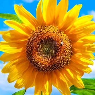 太阳花