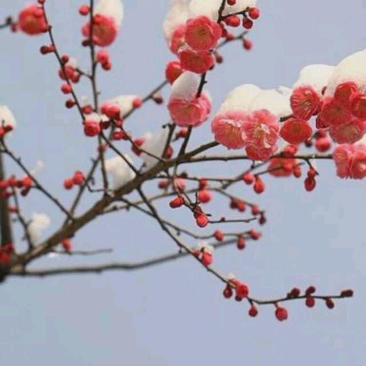 单身情歌