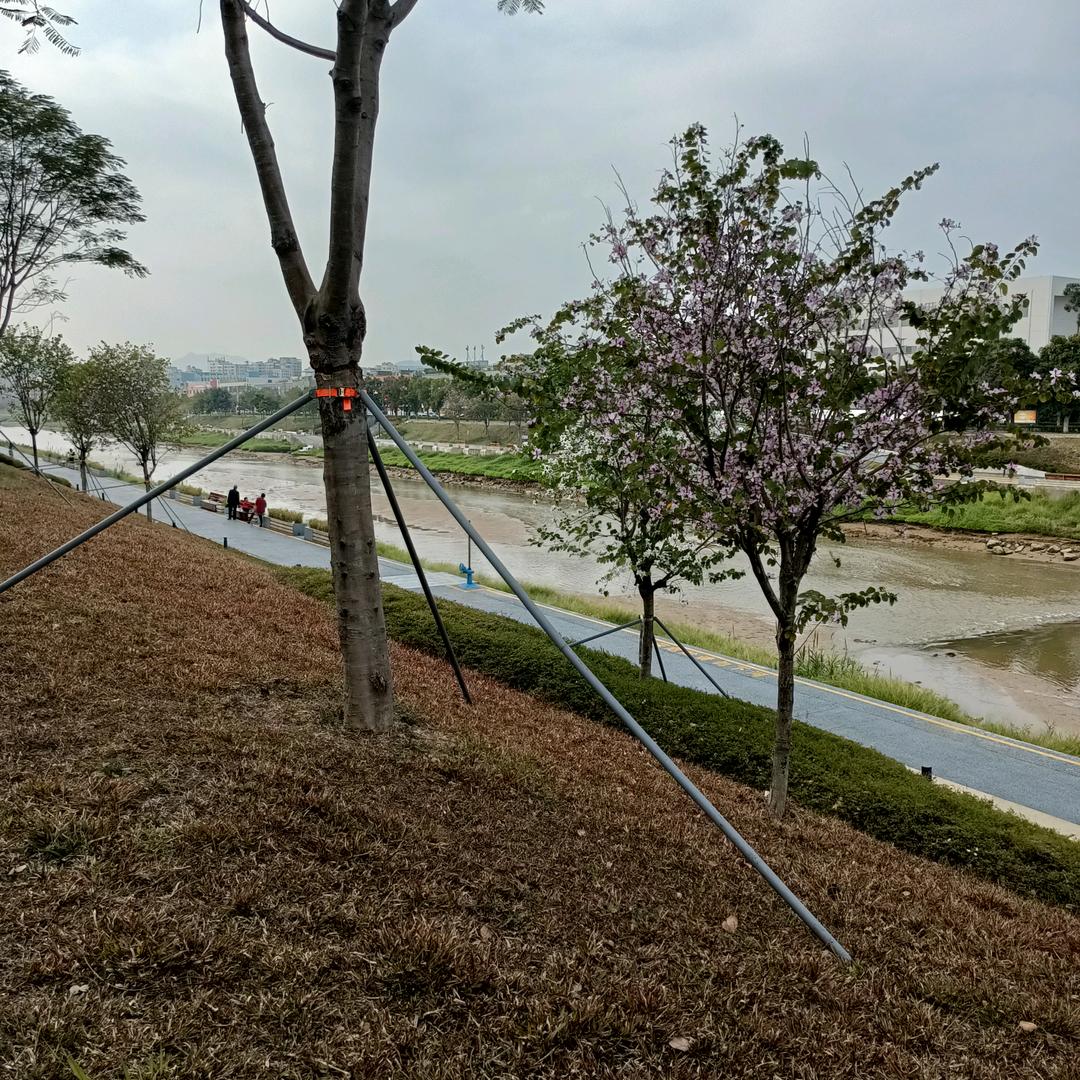 雾里看花