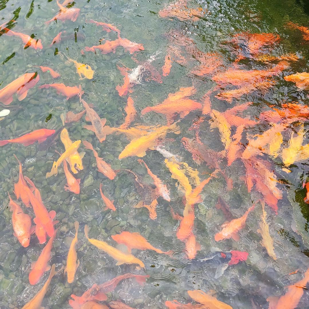 倚栏听风