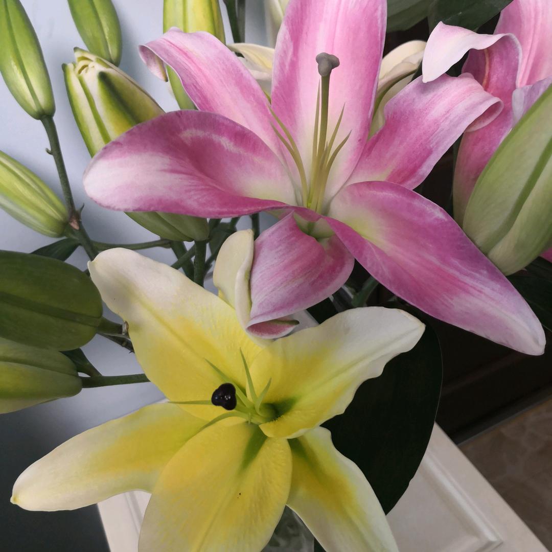 上海闲话芹菜