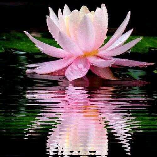 伍昌花