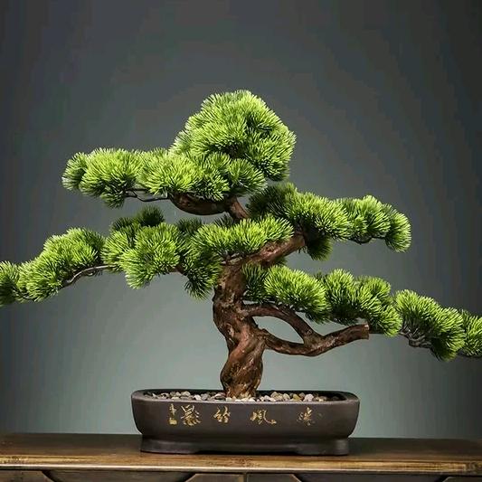 三毛花卉园艺