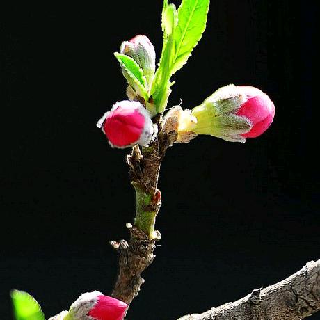 黄岛高空车老潘