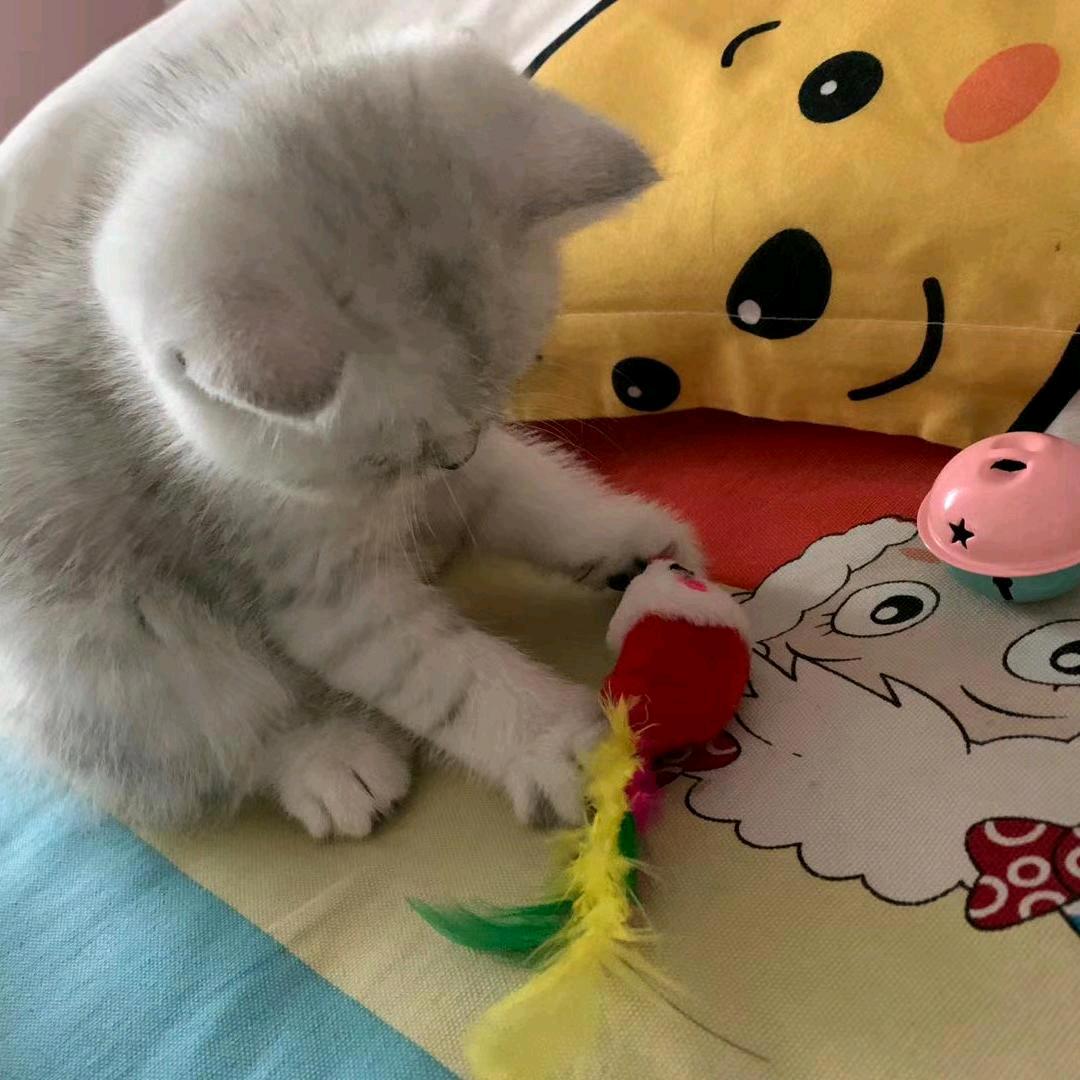 星若心依