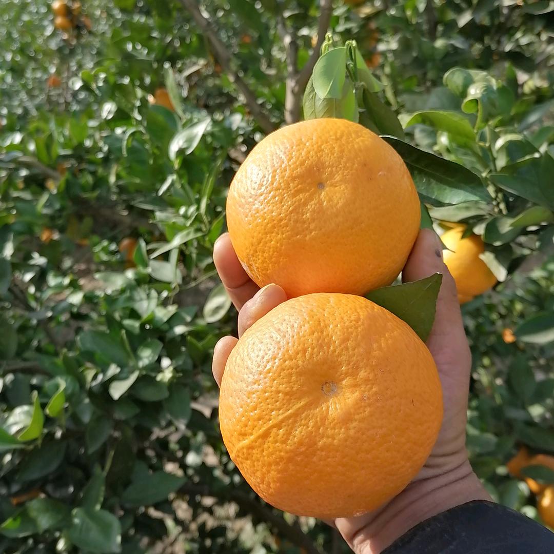 种橘子的小哥哥