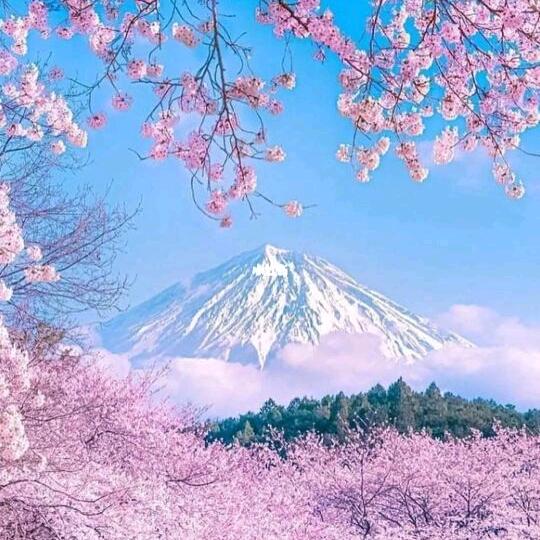 花开最美