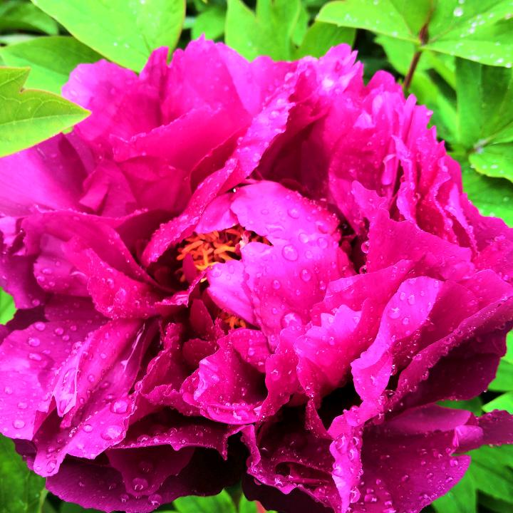 梅兰竹菊@