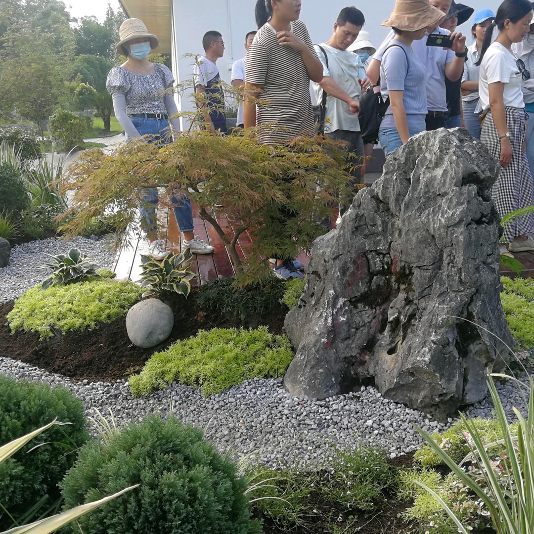 Q先生修仙记（每天分享一种植物）