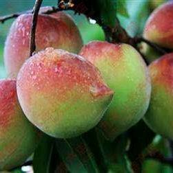 连平县天润德生态农业有限公司