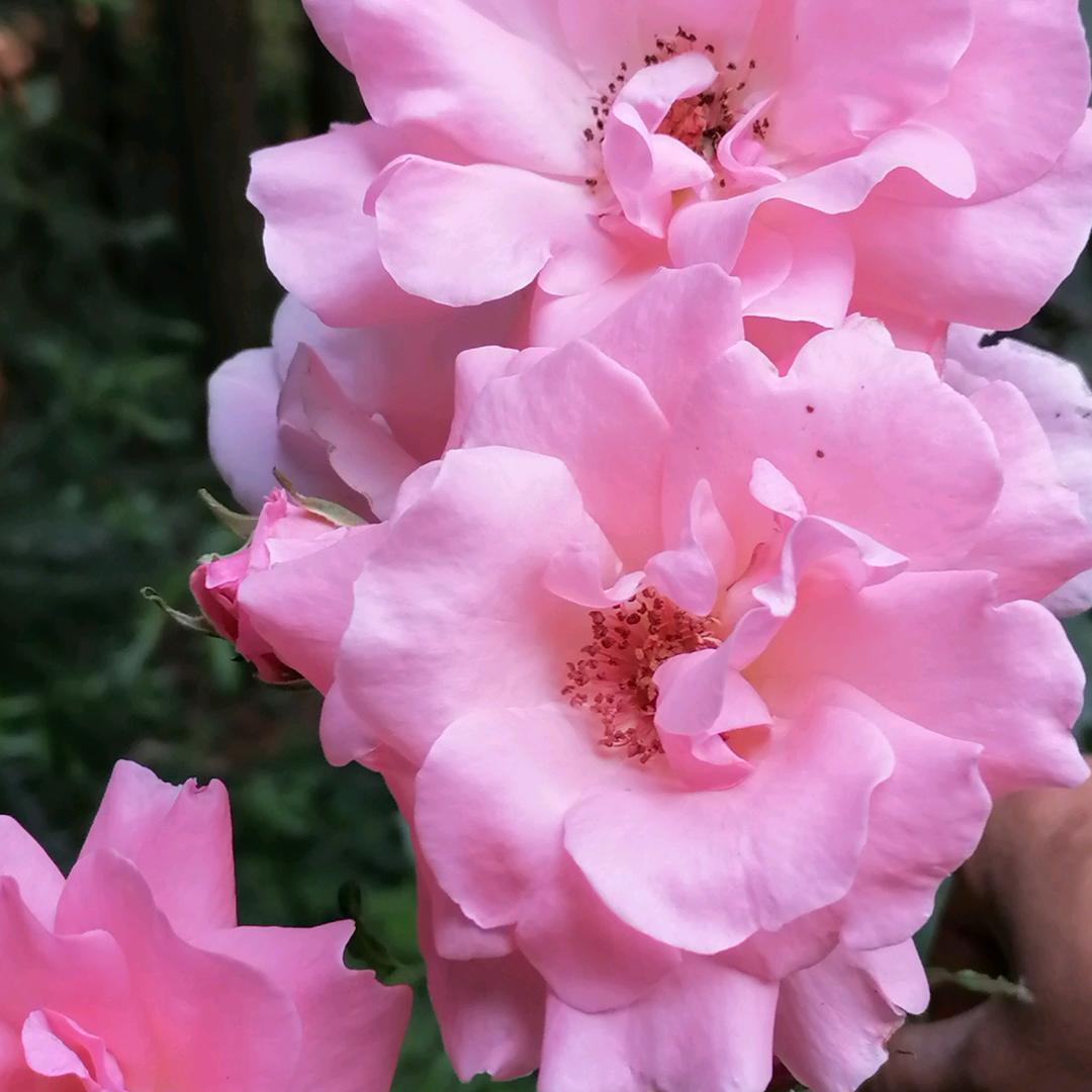🌺花
