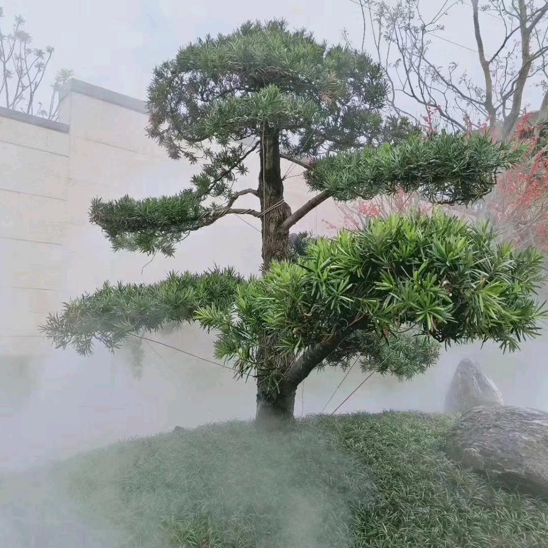 圆溜溜