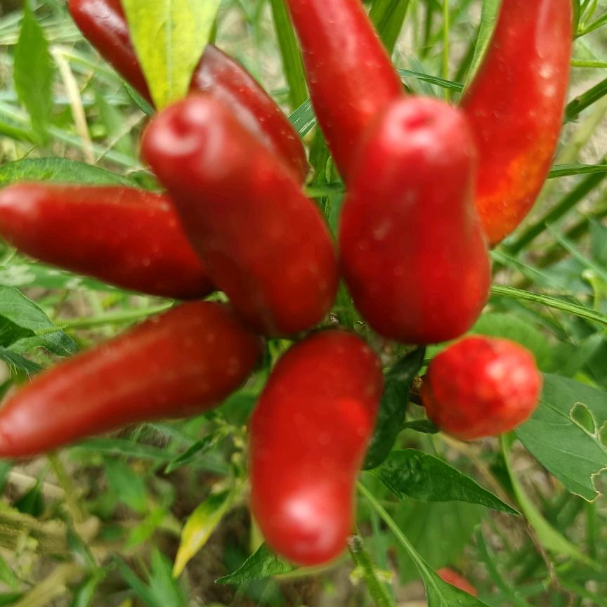 烟火哥，木柴，木屑，刨花，收售