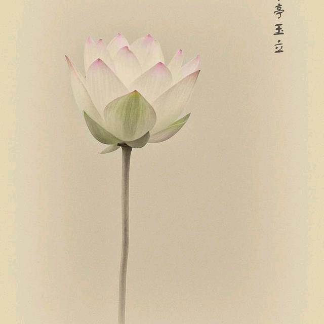 三色堇