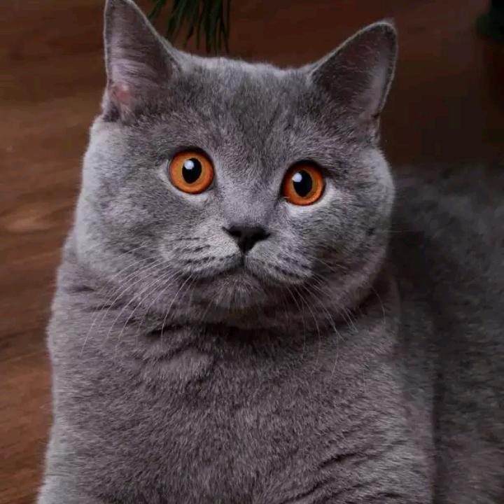 五星级上将达达罗夫