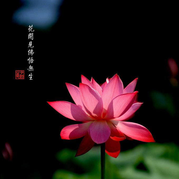 淡淡清灵头像