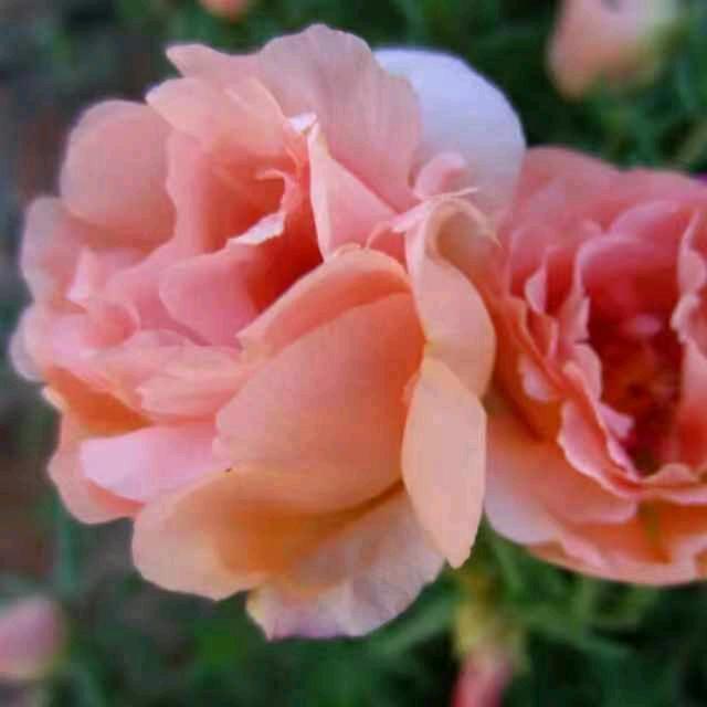沉香花卉园艺(胖姐种花)