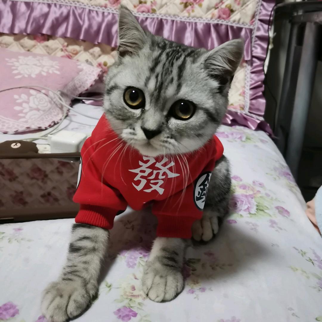 粟子糕