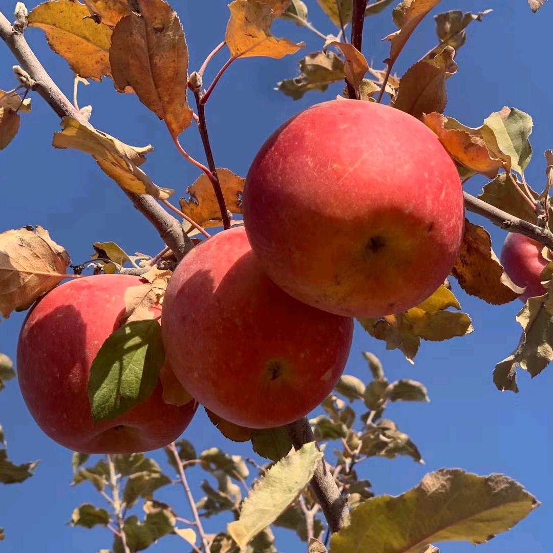 徐哥童姐的有机农场