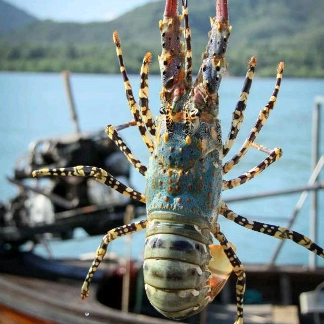 东湖海鲜购(雷少华)