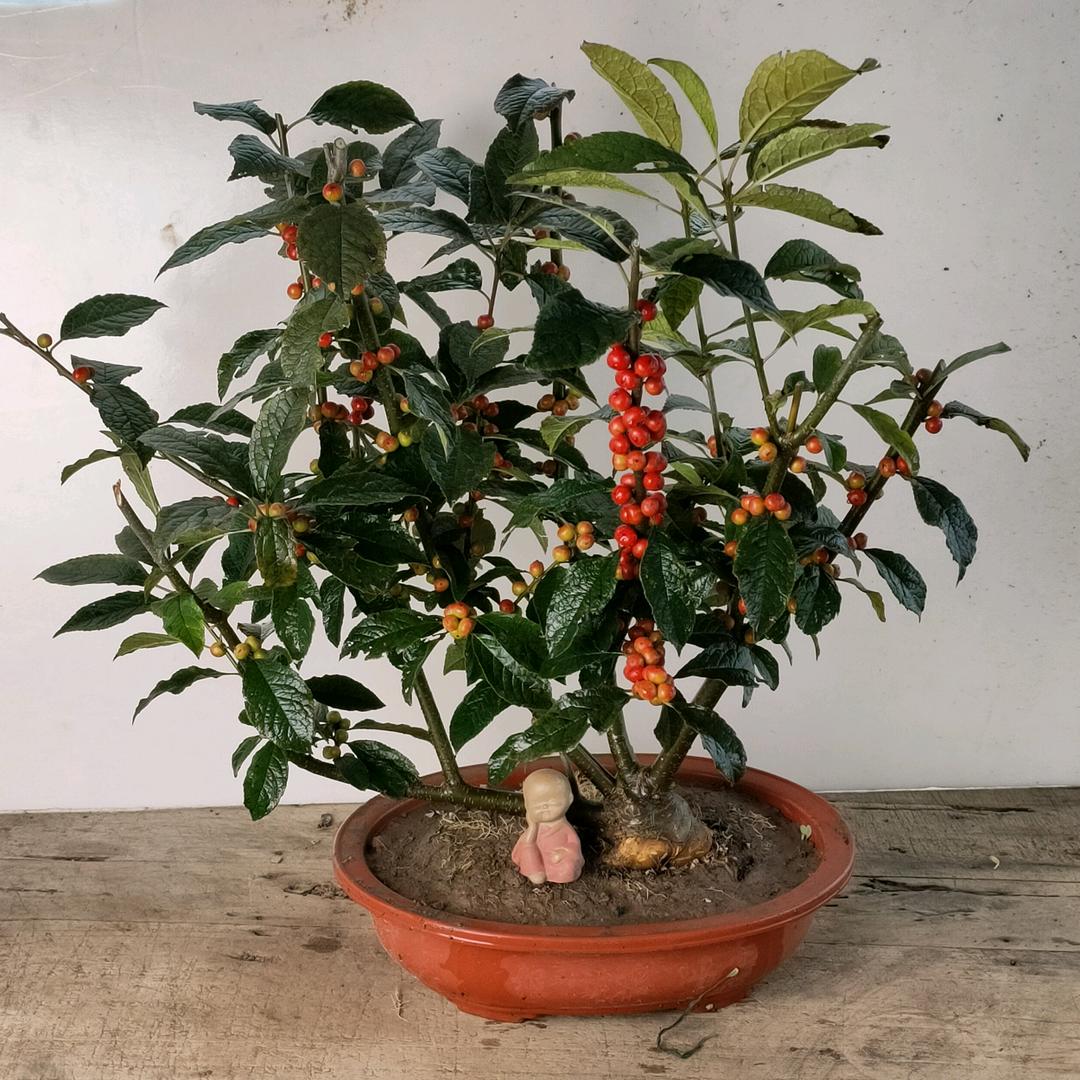 丽瑞枫雅居