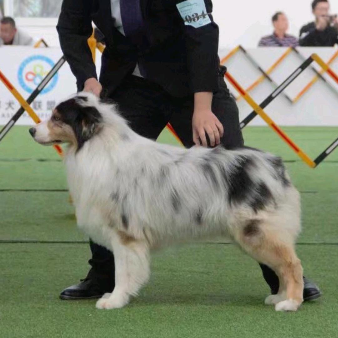 纯自然澳牧犬舍