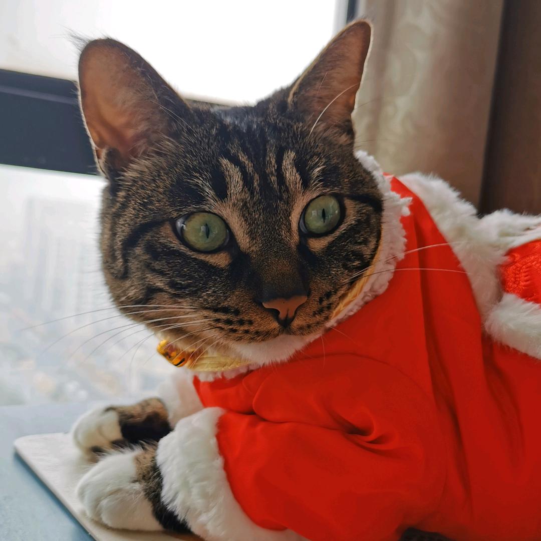 肥猫向往的店