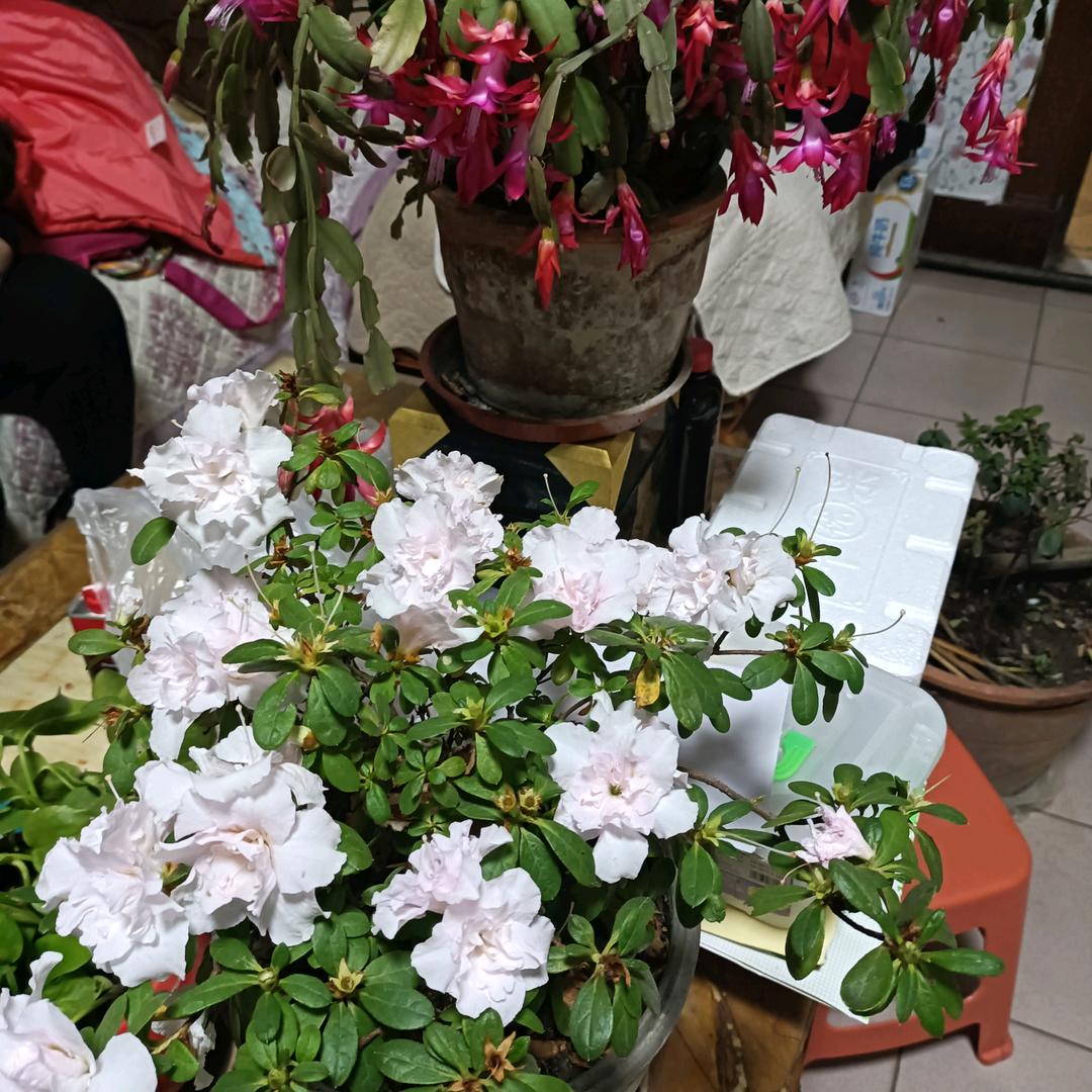 。太阳花。