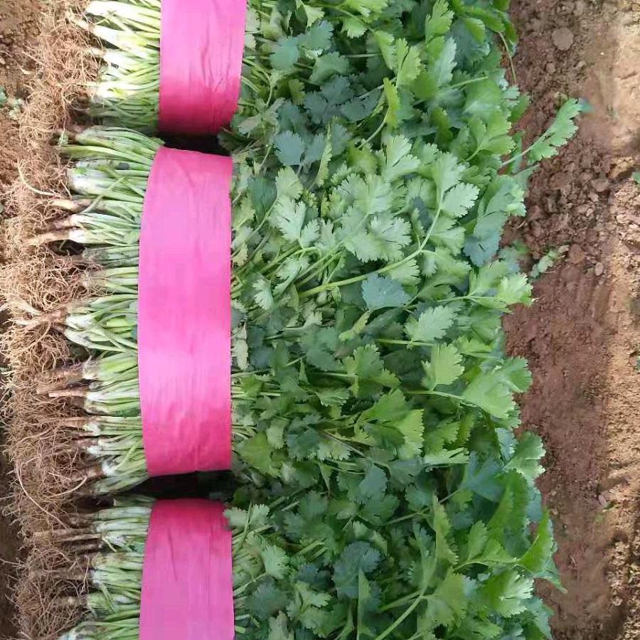 各种叶菜（冯广印）