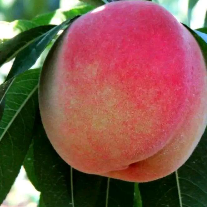 汽车维修   奥吉星换油中心