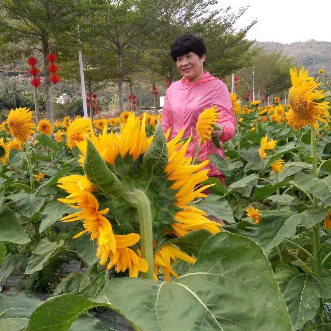 一姐(承德天圆信息)