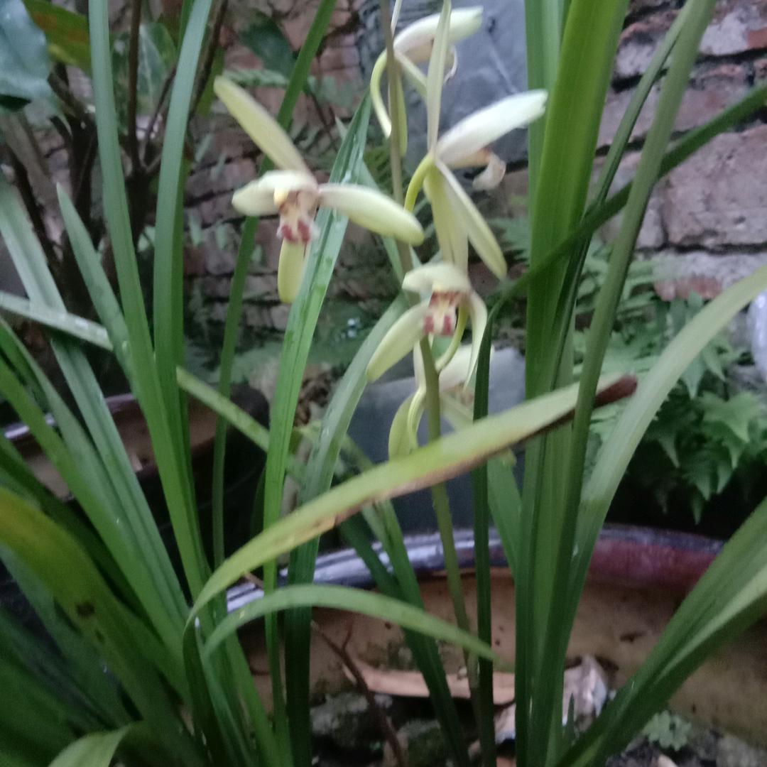 雨花石🐓🐕谷启旺