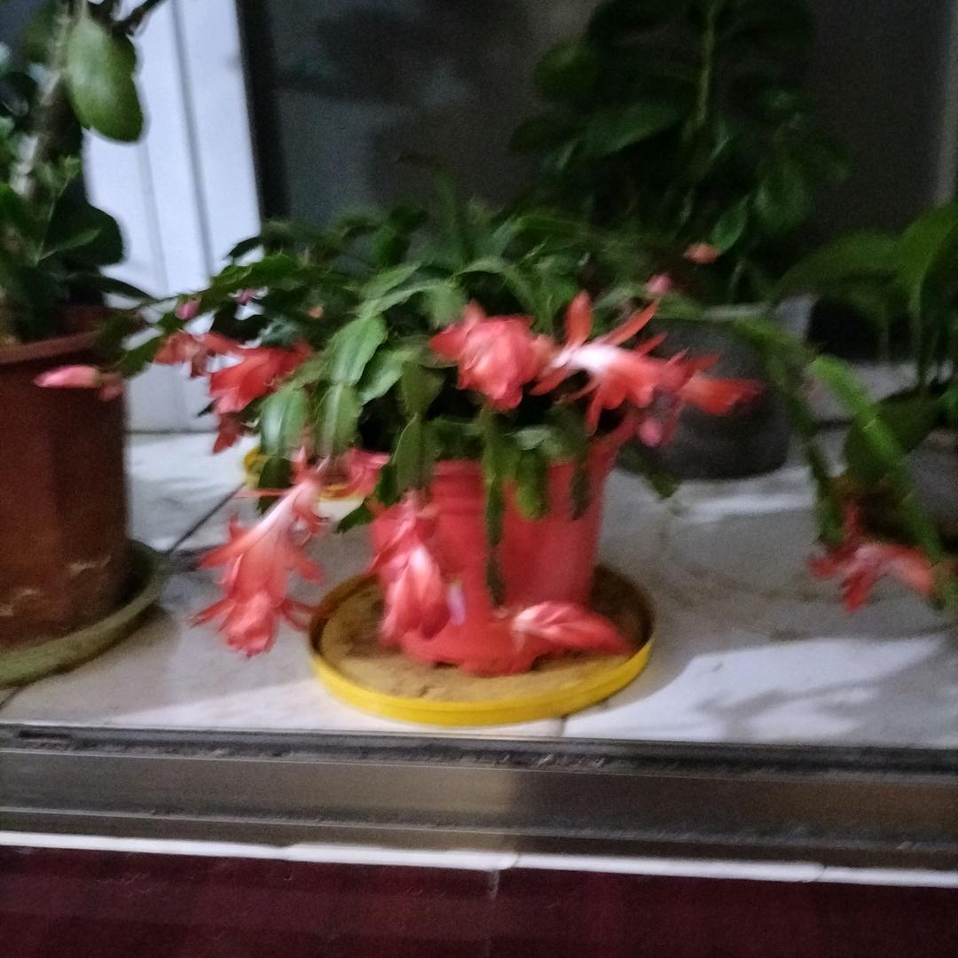 开心一笑（蒋老板）