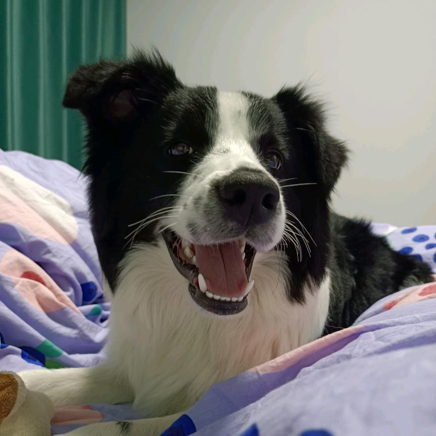 可可是个小可爱呀！