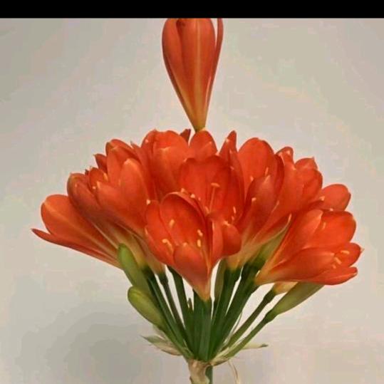 穆家龙凤柒🌸🌸