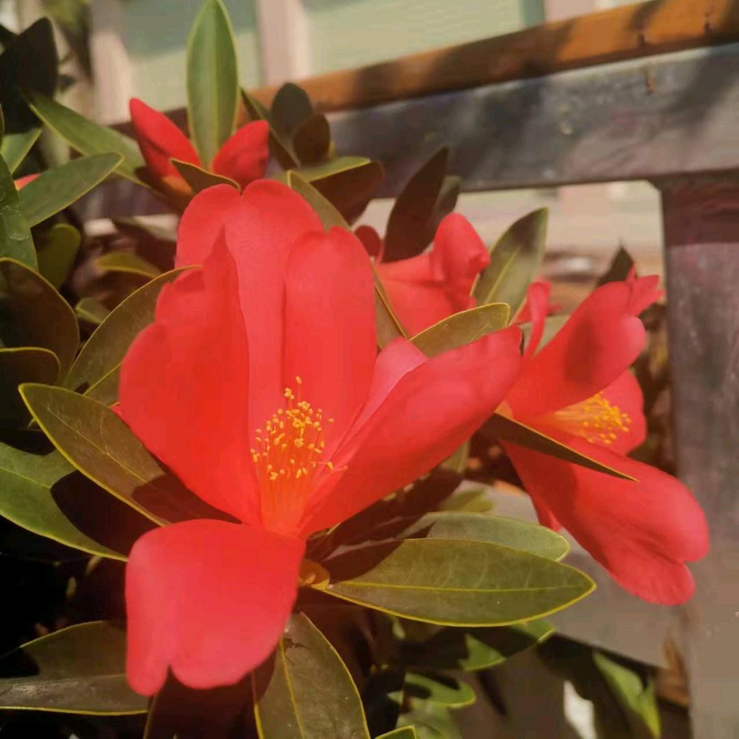 利芳